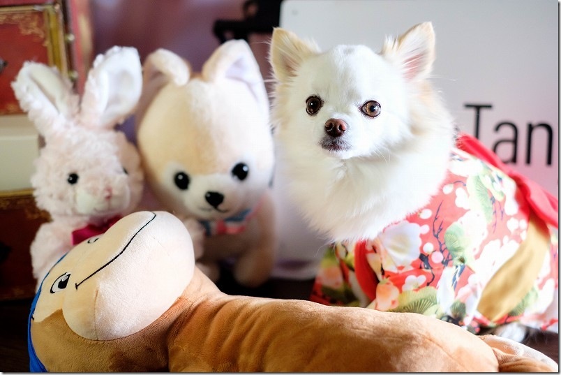 KawanTanyanの宿の撮影スタジオでこむぎ（犬・チワワ）を撮影 着物姿