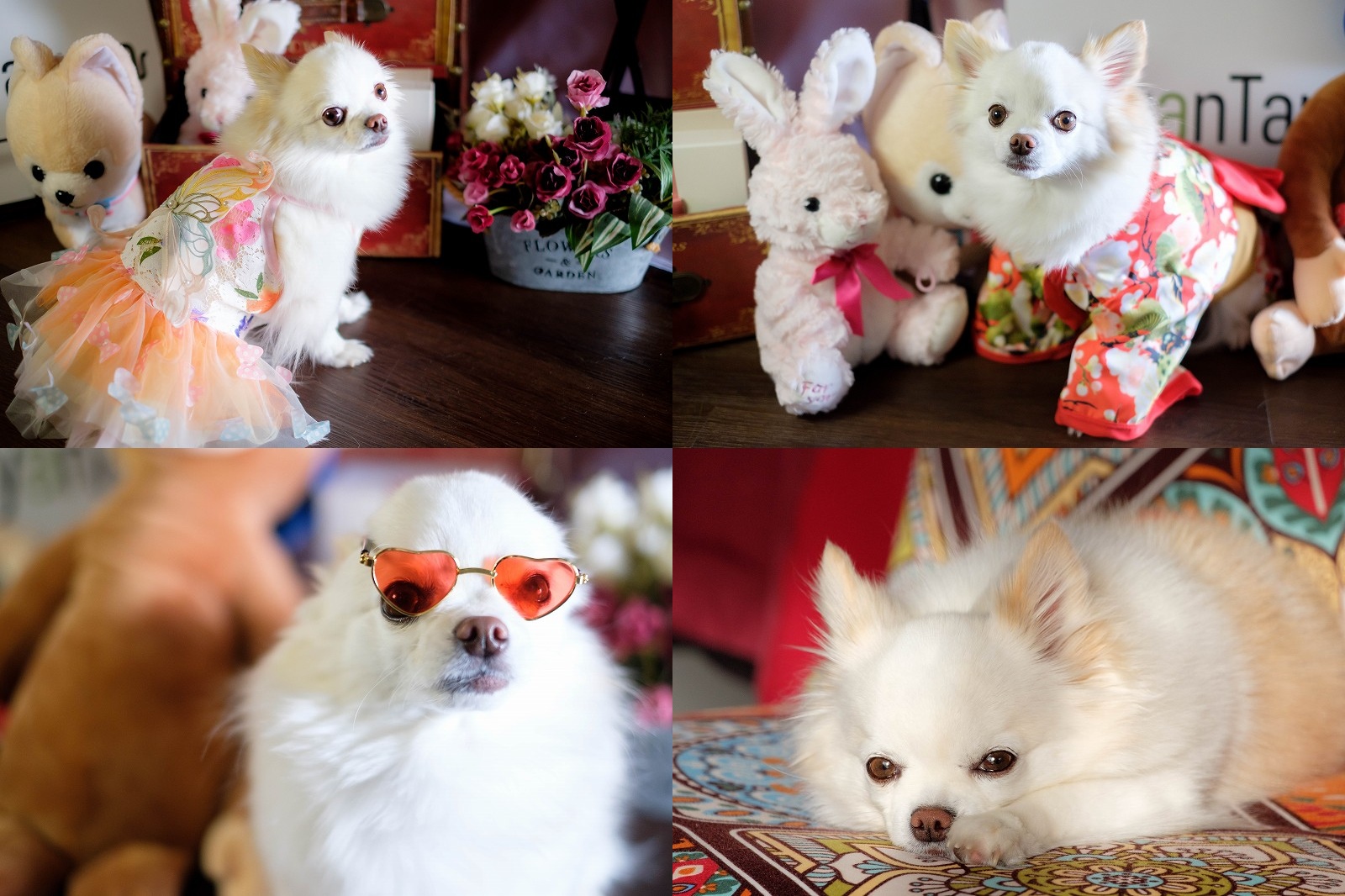 犬と泊まれる宿「KawanTanyanの宿」の撮影スタジオでチワワを撮影｜犬写真の撮り方と撮影機材