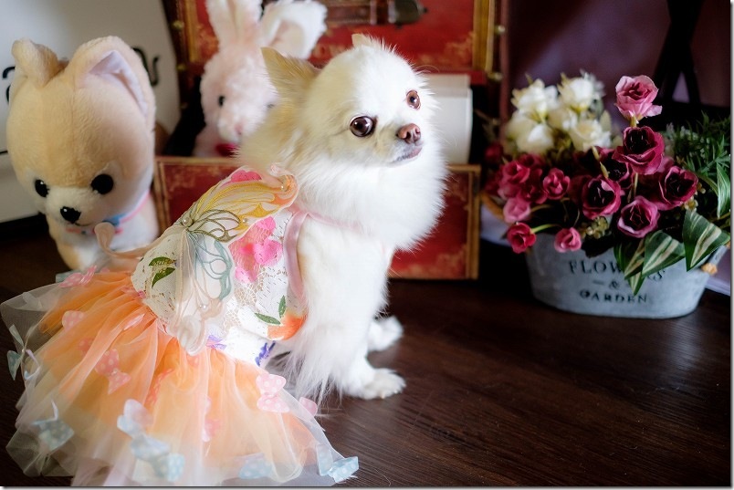 KawanTanyanの宿の撮影スタジオでこむぎ（犬・チワワ）を撮影 ドレス姿