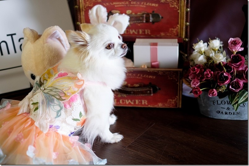 KawanTanyanの宿の撮影スタジオでこむぎ（犬・チワワ）を撮影 ドレス姿