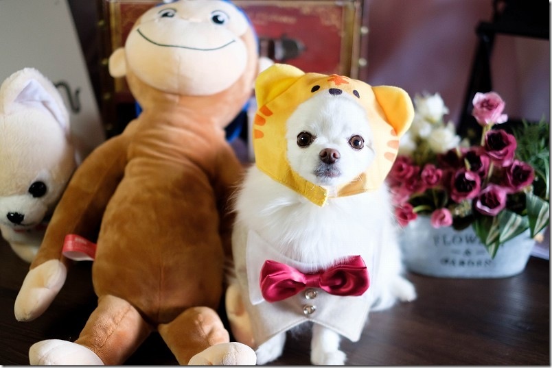 KawanTanyanの宿の撮影スタジオでこむぎ（犬・チワワ）を撮影 トラの被り物