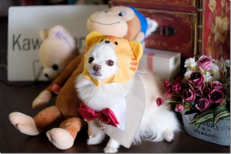 KawanTanyanの宿の撮影スタジオでこむぎ（犬・チワワ）を撮影 トラの被り物
