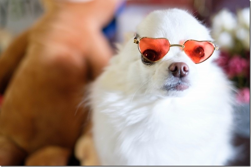 KawanTanyanの宿の撮影スタジオでこむぎ（犬・チワワ）を撮影 サングラス装着