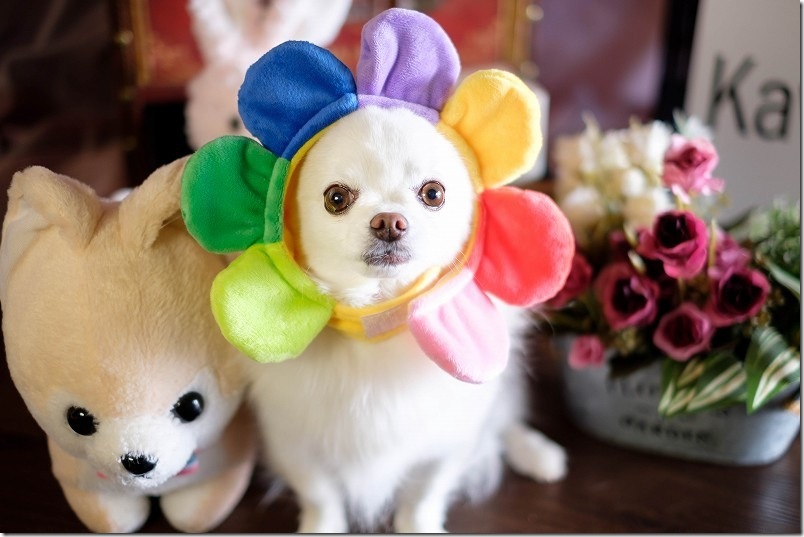 KawanTanyanの宿の撮影スタジオでこむぎ（犬・チワワ）を撮影 七色の花の被り物