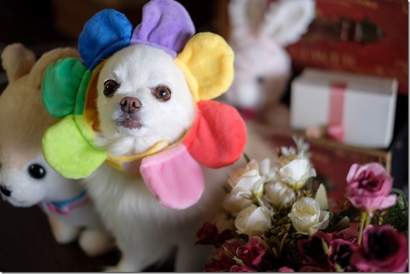 KawanTanyanの宿の撮影スタジオでこむぎ（犬・チワワ）を撮影 七色の花の被り物