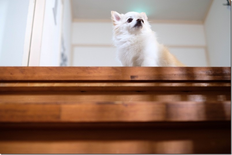 「KawanTanyanの宿」の中で犬を撮影 階段上