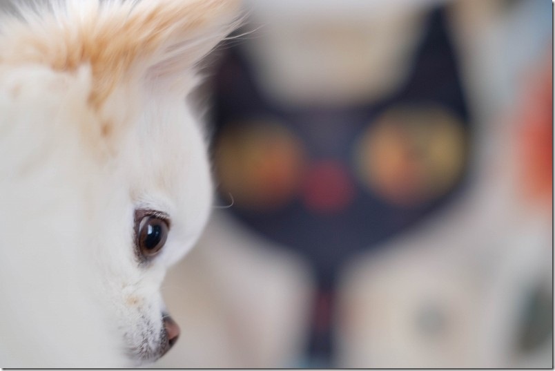 「KawanTanyanの宿」の中で犬を撮影 猫ちゃんのタペストリーの前で