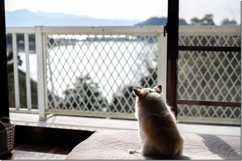 「KawanTanyanの宿」 撮影で疲れたこむぎ（チワワ・犬）