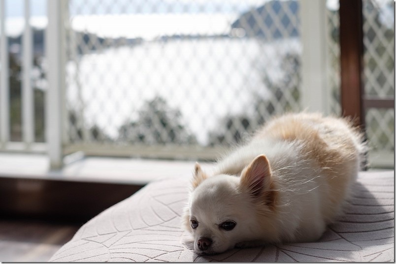 「KawanTanyanの宿」 撮影で疲れたこむぎ（チワワ・犬）