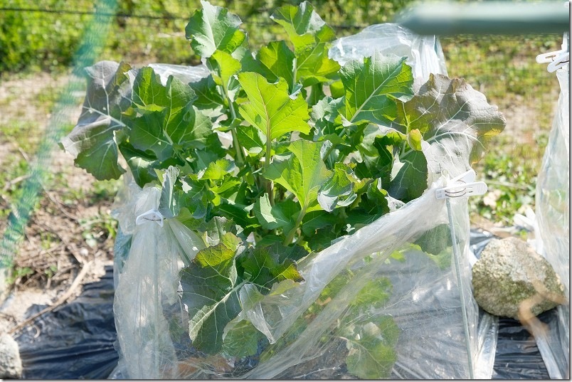 3月 のらぼう菜を収穫継続【繰り返し収穫】 3月 のらぼう菜を収穫継続【繰り返し収穫】