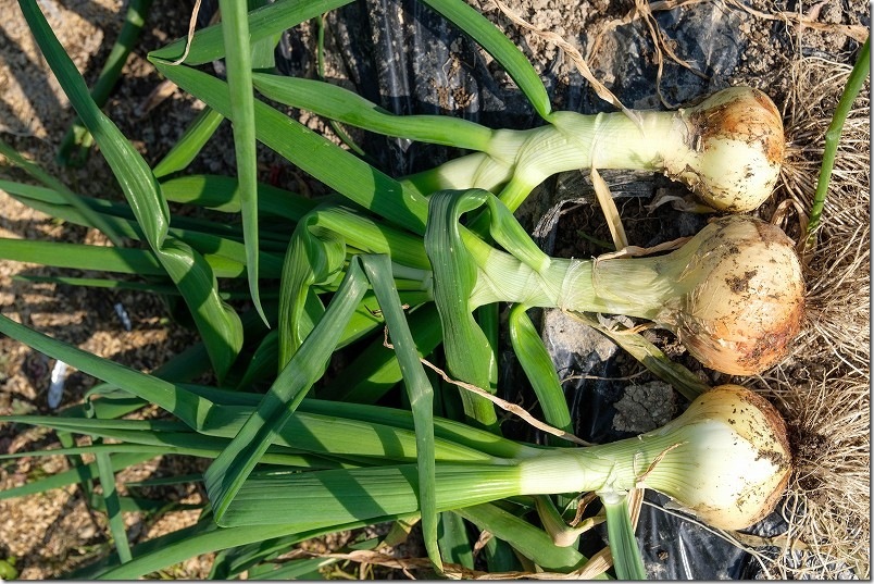 3/12 収穫のホーム玉ねぎ サクラエクスプレス（大きく育った）