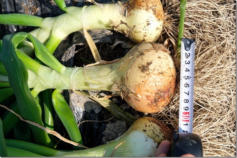 3月収穫終了 ホーム玉ねぎ 横幅9cmまで大きくなりました