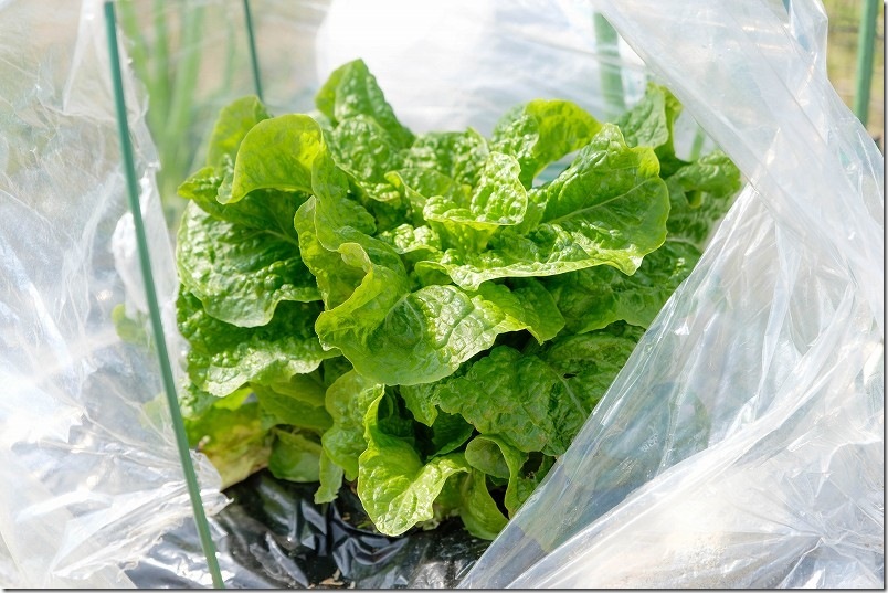 3月中旬 チマサンチュを繰り返し収穫中 3月中旬 チマサンチュを繰り返し収穫中