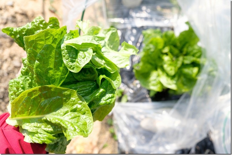 3月中旬 チマサンチュを収穫【繰り返し収穫】 3月中旬 チマサンチュを収穫【繰り返し収穫】