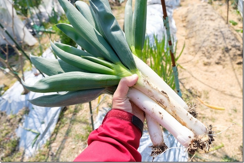 家庭菜園で3月収穫の下仁田ネギ 白ネギ部分の長さが18cmで太さは4.5cmくらい