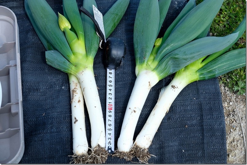 3/12 収穫した下仁田ネギ 白ネギ部分は長さ18.0cm、幅4.5cm