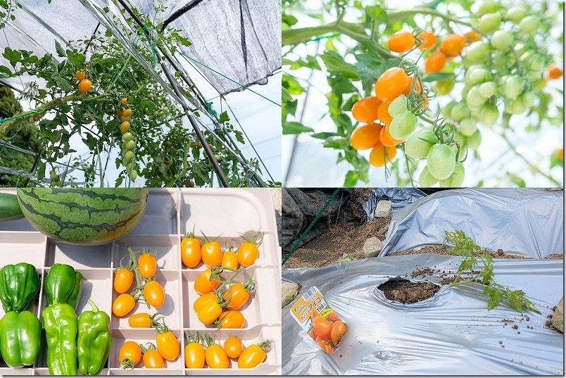 家庭菜園で栽培したトマト、ピーマン、スイカ