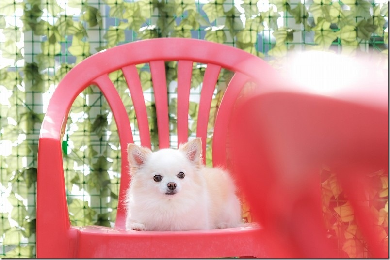 「KawanTanyanの宿」の中で犬を撮影 テラスで