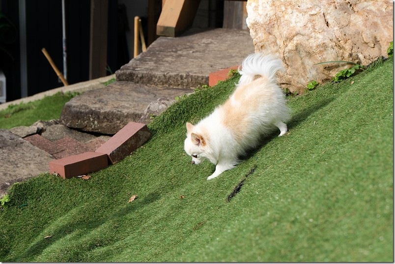KawanTanyanの宿のドッグラン こむぎ（チワワ・犬）の4回目のドッグラン利用 傾斜地堪能