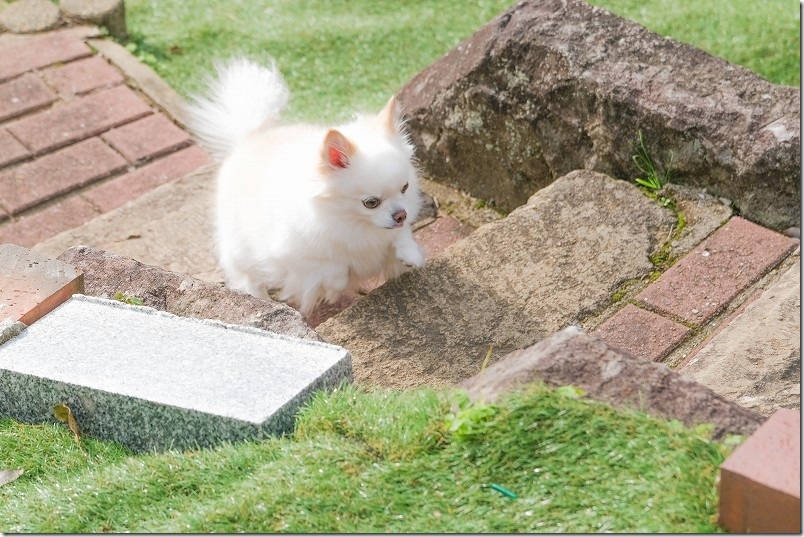 KawanTanyanの宿のドッグラン こむぎ（チワワ・犬）の4回目のドッグラン利用 階段堪能