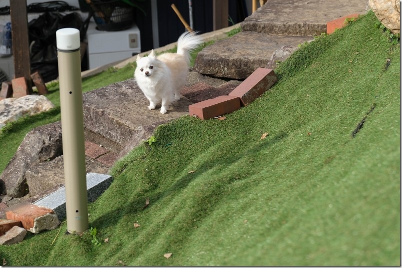 KawanTanyanの宿のドッグラン こむぎ（チワワ・犬）の4回目のドッグラン利用 お父ちゃんのとこどうやっていくの？