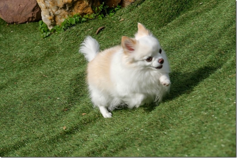 KawanTanyanの宿のドッグラン こむぎ（チワワ・犬）の4回目のドッグラン利用 傾斜地を駆け上がる