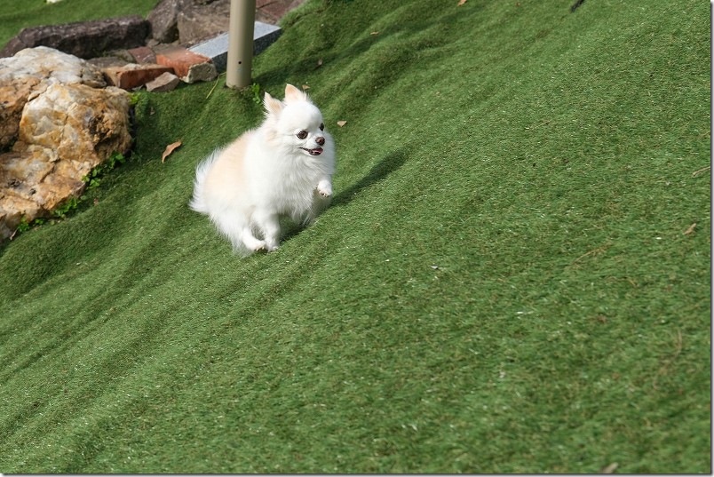KawanTanyanの宿のドッグラン こむぎ（チワワ・犬）の4回目のドッグラン利用 傾斜地を駆け上がる