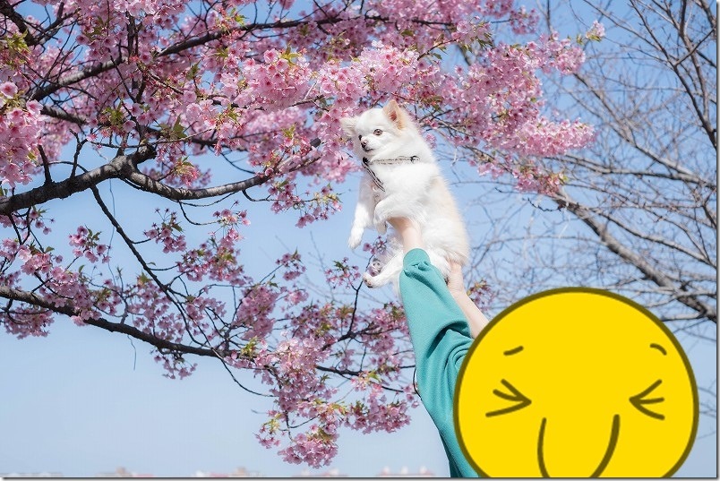 福岡 愛宕神社 満開の河津桜のこむぎ(チワワ・犬)を撮影 撮影のコツ?愛犬「こむぎ」とのスマイルショットに挑戦 福岡 愛宕神社 満開の河津桜のこむぎ(チワワ・犬)を撮影 撮影のコツ?愛犬「こむぎ」とのスマイルショットに挑戦