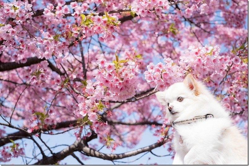 福岡 愛宕神社 満開の河津桜とこむぎ(チワワ・犬)の写真撮影 福岡 愛宕神社 満開の河津桜とこむぎ(チワワ・犬)の写真撮影