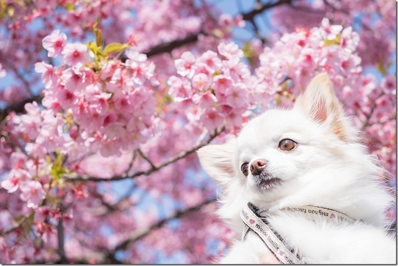 福岡 愛宕神社 満開の河津桜のこむぎ(チワワ・犬)のツーショットを撮影 福岡 愛宕神社 満開の河津桜のこむぎ(チワワ・犬)のツーショットを撮影