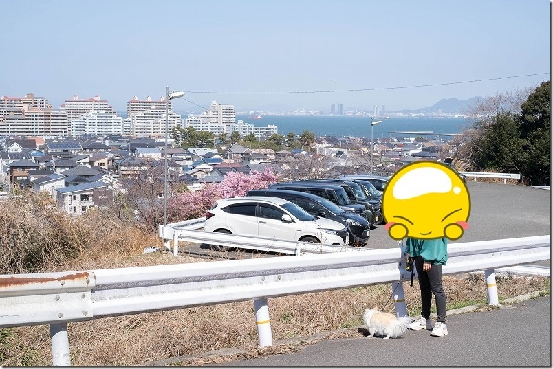 愛宕神社 満開の河津桜まで犬と散歩 福岡市西区 愛宕神社 満開の河津桜まで犬と散歩 福岡市西区