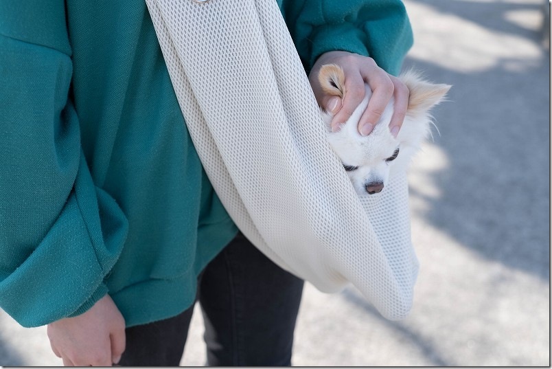 ペットスリングに入ったチワワ・犬（こむぎ）。頭をなでられる。お出かけ使用レビュー