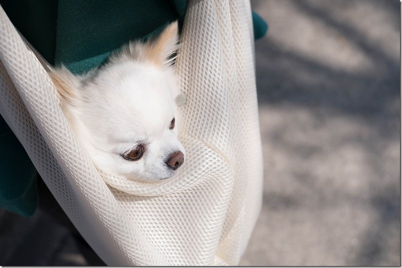 福岡市西区にある愛宕神社(鷲尾愛宕神社)へ犬連れで参拝 マナー対策も兼ねてペットスリングを使用 福岡市西区にある愛宕神社(鷲尾愛宕神社)へ犬連れで参拝 マナー対策も兼ねてペットスリングを使用