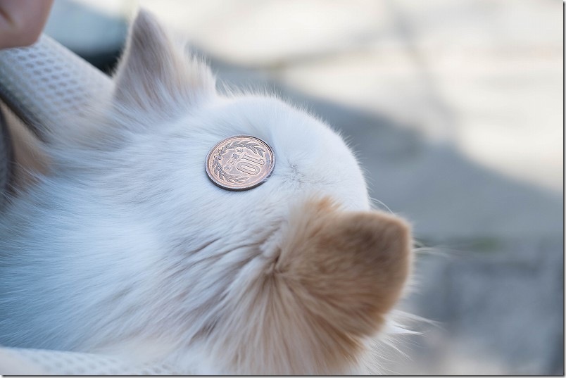 チワワのこむぎも愛宕神社でお賽銭して参拝 チワワのこむぎも愛宕神社でお賽銭して参拝