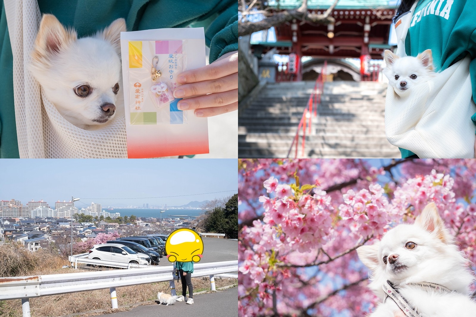 福岡市「愛宕神社」へ犬連れ参拝！チワワのこむぎと「愛玩お守り」＆河津桜と絶景を満喫