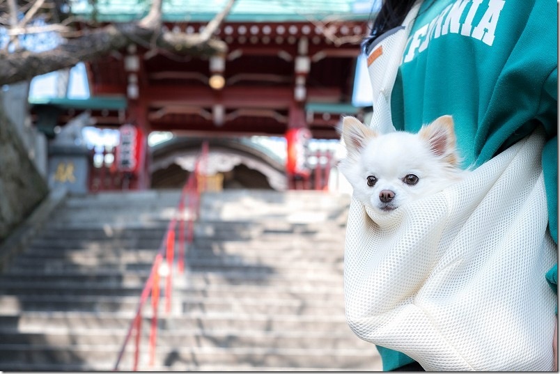 ペットスリングに入ったチワワ・犬（こむぎ）。階段を登って神社へ。使用レビュー