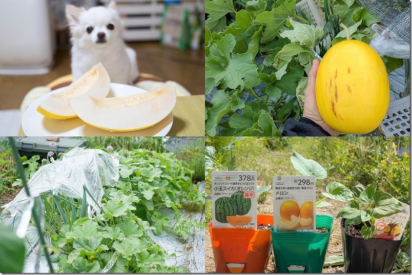 家庭菜園で栽培したメロン
