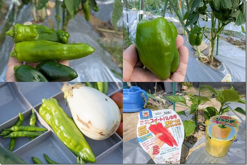 家庭菜園で栽培したピーマン、パプリカ、ナス