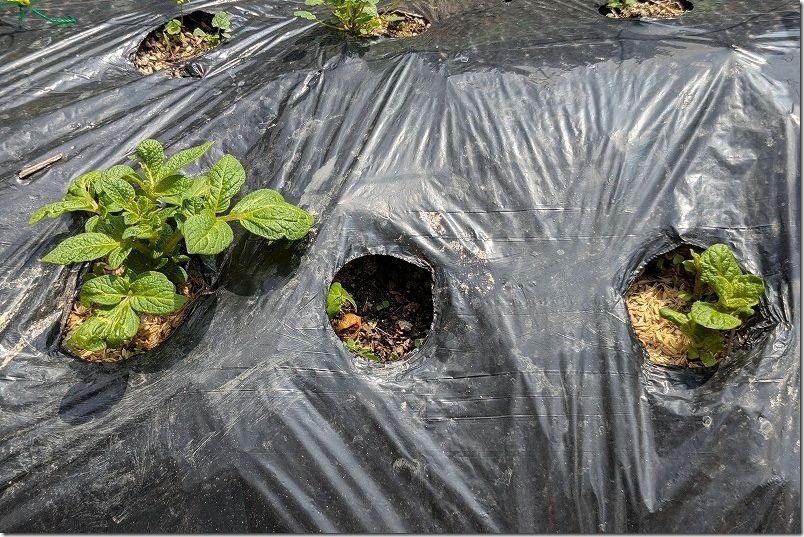 じゃがいも 3/19 ぽろしり順調に大きくなってます！