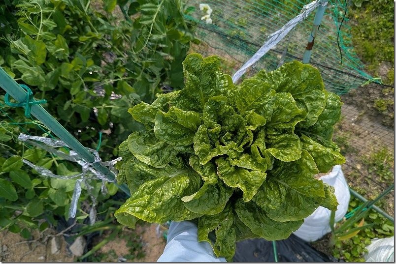 3月下旬 チマサンチュを株ごと収穫【大きなレタスサイズ】 3月下旬 チマサンチュを株ごと収穫【大きなレタスサイズ】