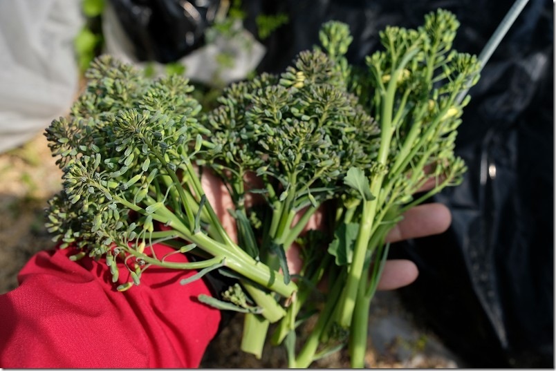 3/12 収穫したスティックセニョール（脇芽） 少し収穫遅れ気味