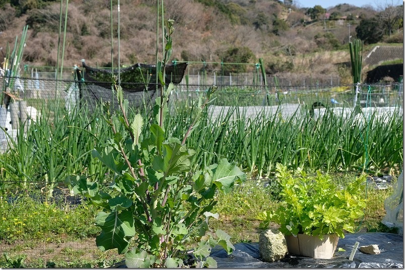 3/26 のらぼう菜の花芽を収穫 3/26 のらぼう菜の花芽を収穫