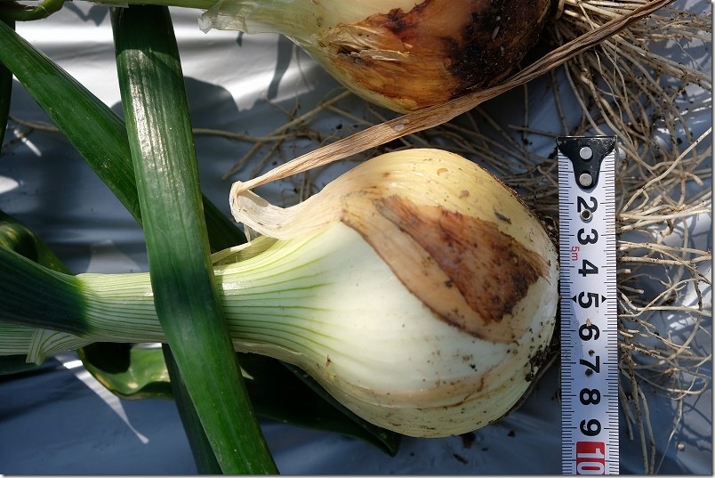 3/26収穫 ホーム玉ねぎ サクラエクスプレス 大玉サイズ10cm