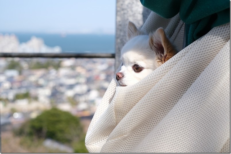 愛宕神社の展望スポットで犬(チワワ)と一緒に記念写真 愛宕神社の展望スポットで犬(チワワ)と一緒に記念写真