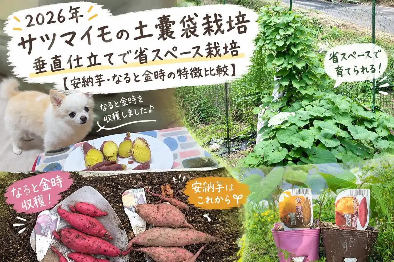【2026年】サツマイモの土嚢袋栽培｜垂直仕立てで省スペース栽培【安納芋・なると金時の特徴比較】