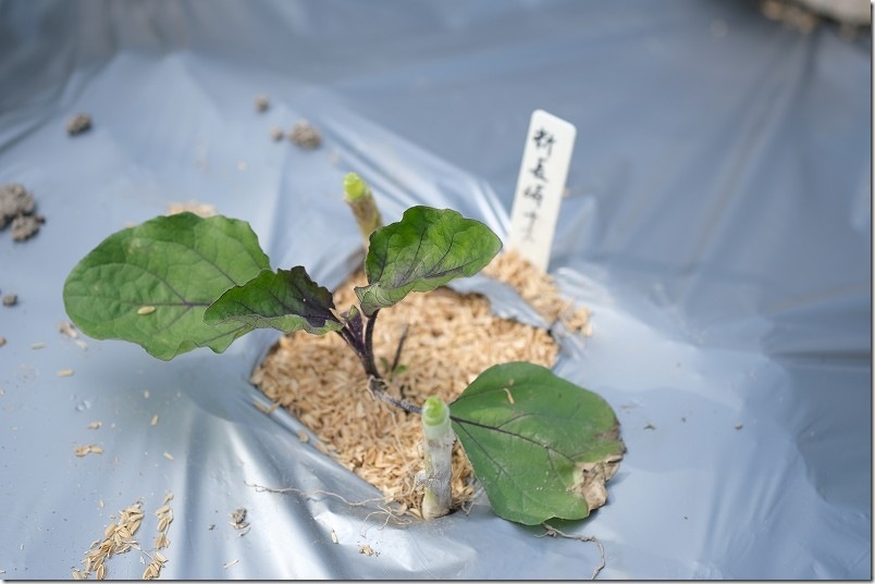 シルバーマルチにナスを植え付けで夏場の猛暑配慮（3月 新長崎ナス）