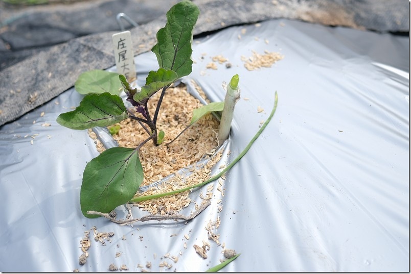 シルバーマルチにナスを植え付けで夏場の猛暑配慮（3月 庄屋大長ナス）
