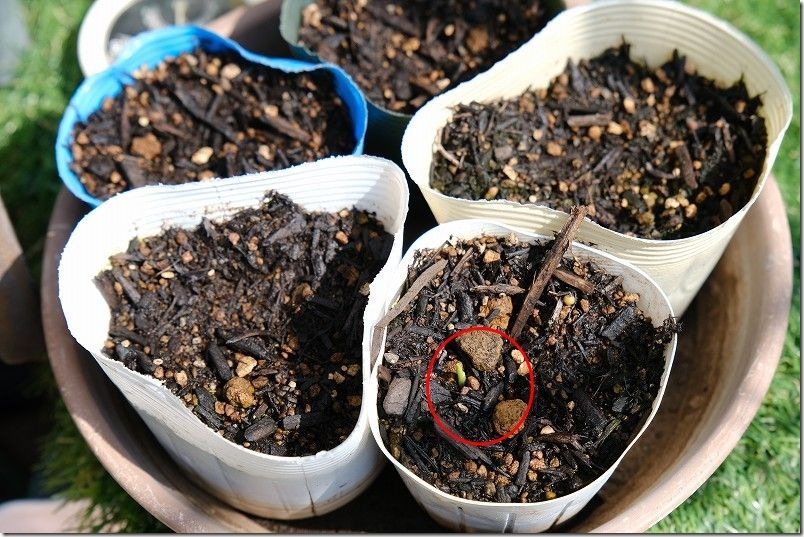 3/29 交配極甘ホワイトコーン・まくわ瓜 金ちゃんの発芽 屋外