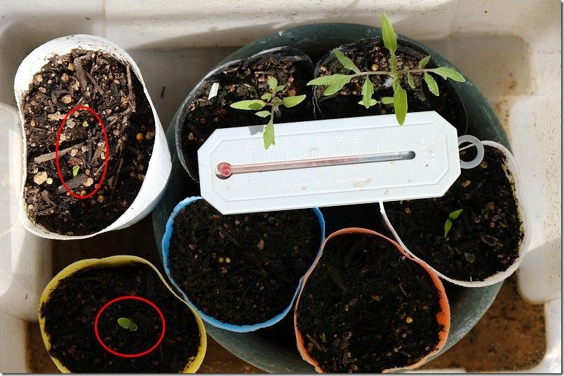 3/29 交配極甘ホワイトコーン・まくわ瓜 金ちゃんの発芽 収納BOX内