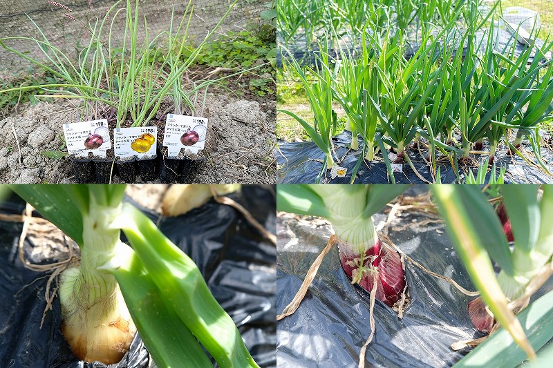 玉ねぎ苗の8連パックは少量栽培に最適！玉しずくとケルたまルビーの栽培記録と収穫時期まとめ